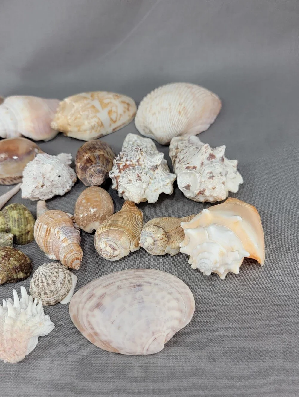 Mixed Shell Seashell Lot Beach Wedding Coastal Nautical Crafts Decor